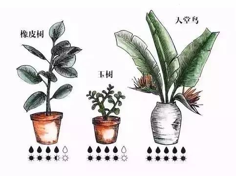 绿植盆栽室内冬季养护指南