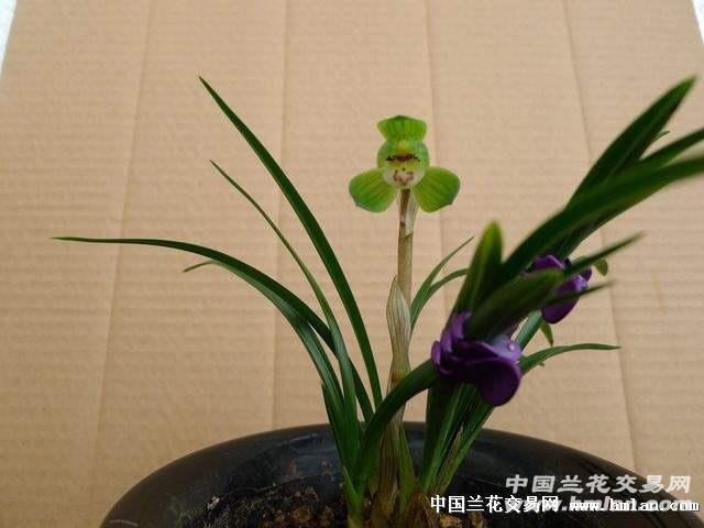 室内盆栽绿植花卉之兰的魅力