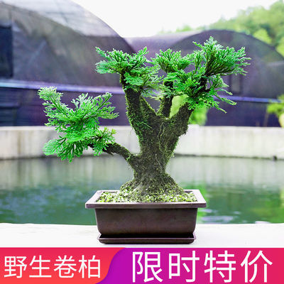 绿植室内盆栽四季开花——打造室内花园的艺术与乐趣