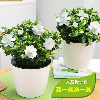 室内绿植盆栽栀子花的夏季养护与管理