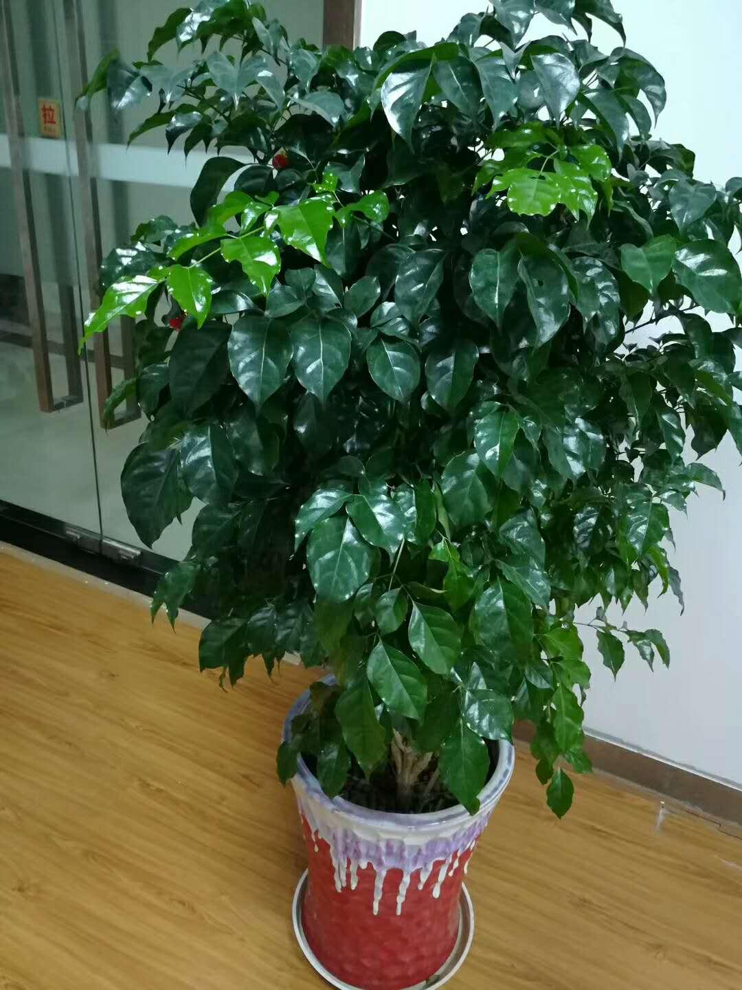 室内绿植盆栽种植指南