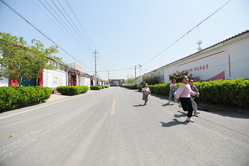 邢台市绿植盆栽室内，美化生活的绿色选择