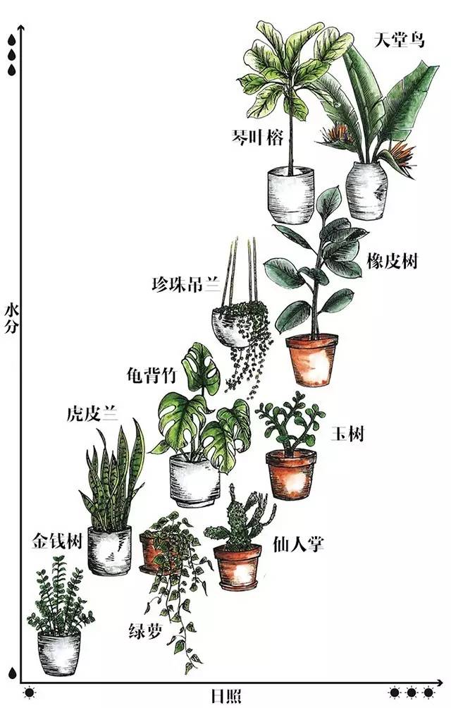 东方甄选室内绿植盆栽的艺术与选择