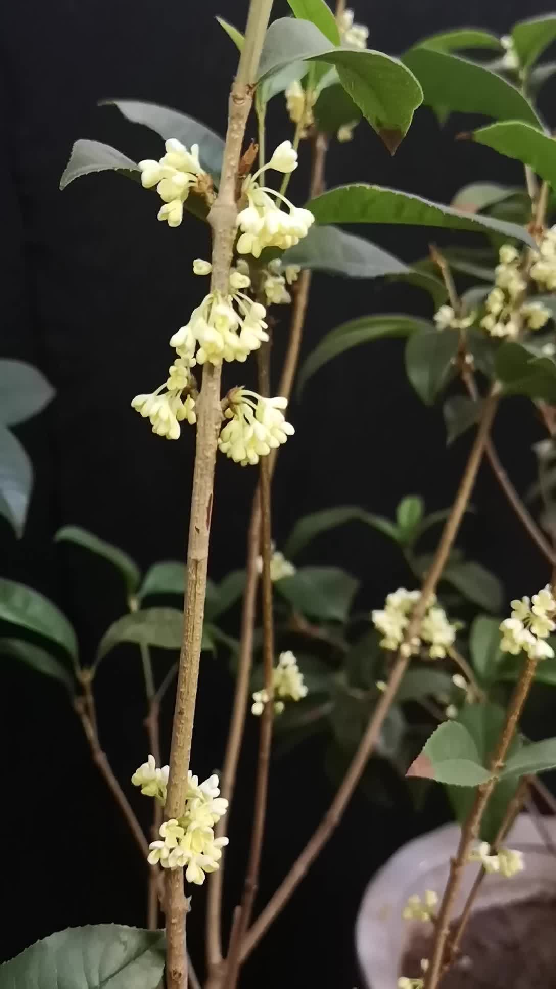 室内绿植盆栽中的桂花盛开，绽放的秋日芬芳与美丽